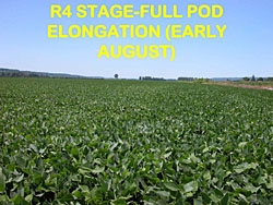 soybean staging