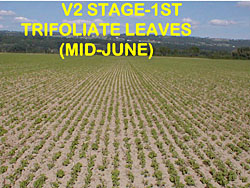 soybean staging