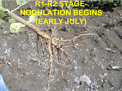 soybean staging