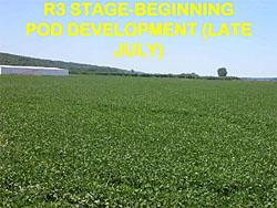 soybean staging