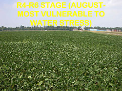 soybean staging