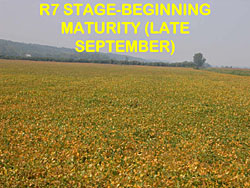 soybean staging