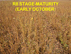 soybean staging