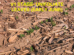 soybean staging