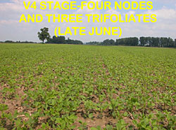 soybean staging