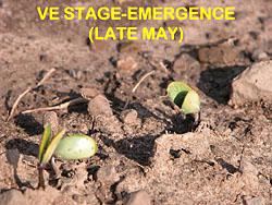 soybean staging