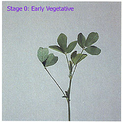 staging alfalfa