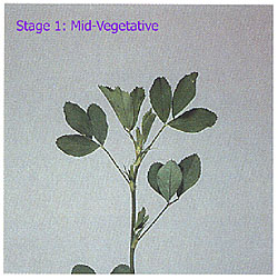 staging alfalfa