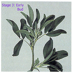 staging alfalfa