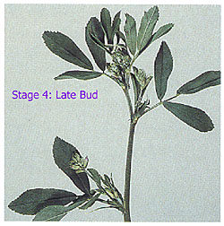 staging alfalfa