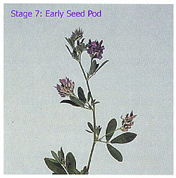 staging alfalfa