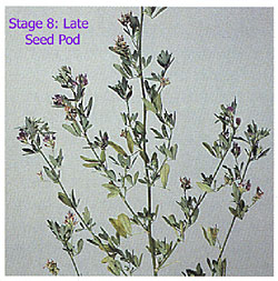 staging alfalfa