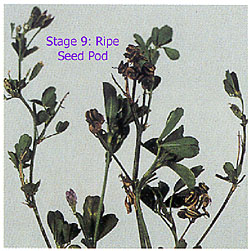 staging alfalfa